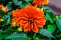 Beautiful summer dahlias in the home garden