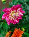 Beautiful summer dahlias in the home garden