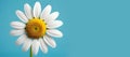 Beautiful summer daisy blooming against a blue sky background. The bright yellow and white petals Royalty Free Stock Photo