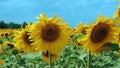 A light breeze swings the field of sunflowers