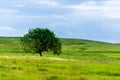 A beautiful summer day in a rural area. A field with a solitary tree, plants and green grass