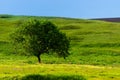 A beautiful summer day in a rural area. A field with a solitary tree, plants and green grass Royalty Free Stock Photo
