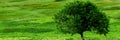 A beautiful summer day in a rural area. A field with a solitary tree, plants and green grass