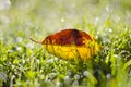 Beautiful summer end falling apple tree leaf in dewy grass