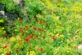 Beautiful summer field with blooming poppies Royalty Free Stock Photo