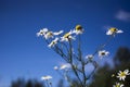 Beautiful summer field with daises, blue sky and sunlight. Royalty Free Stock Photo