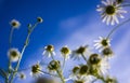 Beautiful summer field with daises, blue sky and sunlight. Royalty Free Stock Photo