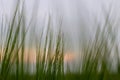 Beautiful summer field with green cereal. fields landscape under blue sky with clouds Royalty Free Stock Photo