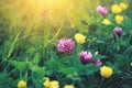 Beautiful summer field, green grass, clover flowers, sunny morning sunrise, sunset meadow Royalty Free Stock Photo
