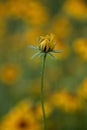 Black eyed susan bud closeup with blurred background and bokeh Royalty Free Stock Photo