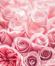 Beautiful summer flowers as background. Blossoming delicate roses on blooming flowers festive background, pastel and soft bouquet Royalty Free Stock Photo