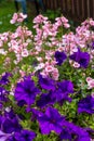 Beautiful Summer flowers in the big flowerpot, violet petunias, pale pink nemesia