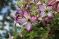 Clematis viticella `Minuet` Royalty Free Stock Photo