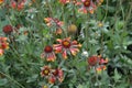 Beautiful summer flowers. Flower garden, bed. Sunny day. Gaillardia. G. hybrida Fanfare