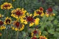 Beautiful summer flowers. Flower garden, bed. Sunny day. Gaillardia. G. hybrida Fanfare