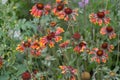 Beautiful summer flowers. Flower garden, bed. Sunny day. Gaillardia. G. hybrida Fanfare