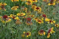 Beautiful summer flowers. Flower garden, bed. Sunny day. Gaillardia. G. hybrida Fanfare Royalty Free Stock Photo