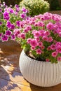 beautiful summer flowers in flowerpots in garden. chrysanthemum, petunia