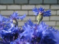 Beautiful summer flowers make observers happy on a sunny day