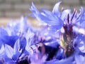 Beautiful summer flowers make observers happy on a sunny day