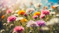 Beautiful summer flowers in a meadow close-up, decorative composition blooming