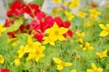 Beautiful summer flowers in soft light with selective focus. Flowers on wild field. Natural summer background Royalty Free Stock Photo