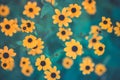 Summer flowers banner. Yellow flowers under sunlight, happy moody blooming close-up Royalty Free Stock Photo