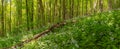 Beautiful summer forest of beech tree and lunaria flowers in sunlight. Panorama of amazing beauty of summer forest