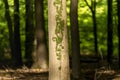 Beautiful summer forest in bright sunshine Royalty Free Stock Photo