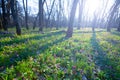 Beautiful summer forest glade with flowers in light of sun Royalty Free Stock Photo