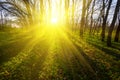 Beautiful summer forest glade at the sunset