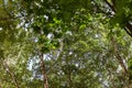 Beautiful summer forest with green leaves