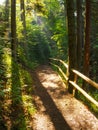 beautiful summer forest park with green trail Royalty Free Stock Photo