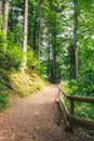 beautiful summer forest park with green trail Royalty Free Stock Photo