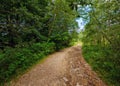 beautiful summer forest park with green trail Royalty Free Stock Photo