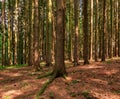 Beautiful summer forest scene lighed by the sun, Czech Republic. Royalty Free Stock Photo