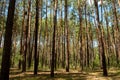 Beautiful summer forest. Sunny day, beautiful shadows. Long ship pines. Royalty Free Stock Photo