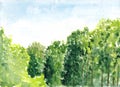 Beautiful summer forest with trees. Green scenic landscape view. Watercolor painting. Hand drawn illustration. Nature background. Royalty Free Stock Photo