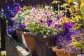 Beautiful, Summer garden with amazing blossom in big flowerpots