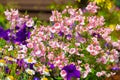 Beautiful, Summer garden with amazing blossom in big flowerpots