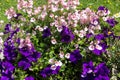 Beautiful, Summer garden with amazing blossom in big flowerpots