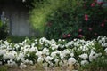 Beautiful summer garden with blooming bushes of white and red roses. Royalty Free Stock Photo