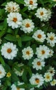 Beautiful Summer Garden Landscape. Colorful white Flowers Decorative Composition On The Fresh Back Yard Lawn Royalty Free Stock Photo