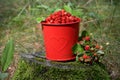 Beautiful summer image wild strawberries in a red bucket