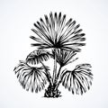 Tropical bush. Vector drawing