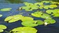 Beautiful summer lake. Royalty Free Stock Photo