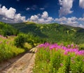 Beautiful summer landscape Royalty Free Stock Photo