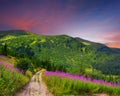Beautiful summer landscape Royalty Free Stock Photo