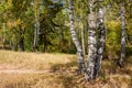 Beautiful summer landscape with birches Royalty Free Stock Photo