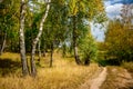 Beautiful summer landscape with birches Royalty Free Stock Photo